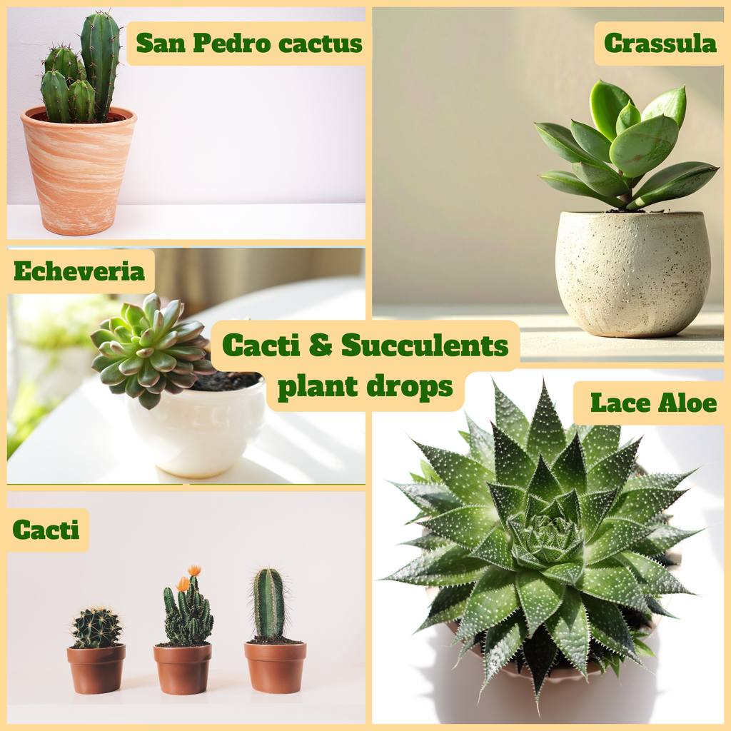 YOSA Cacti & Succulent Plant Drops