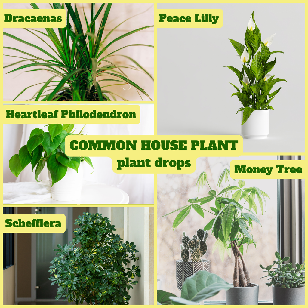 YOSA Common Plant Drops