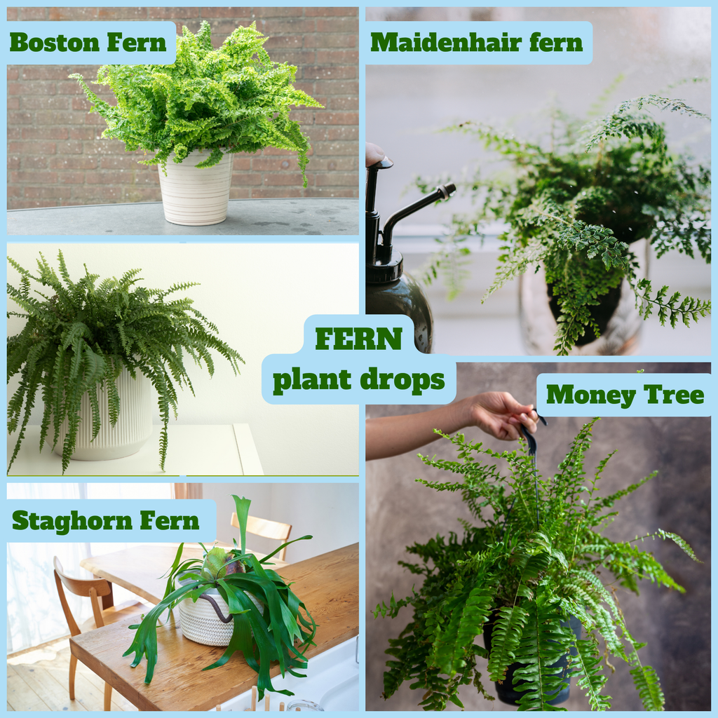 YOSA Fern Plant Drops