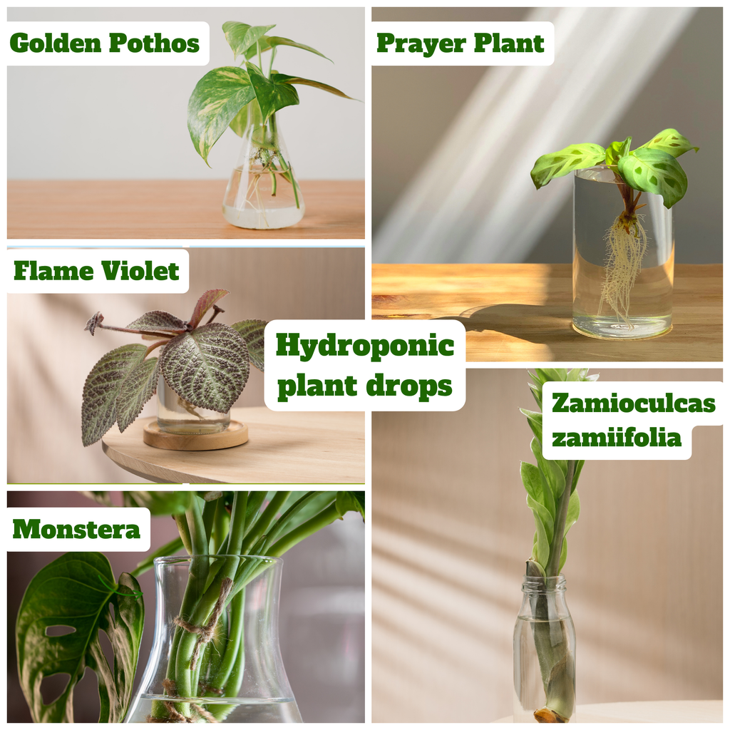 YOSA Hydroponics Plant Drops